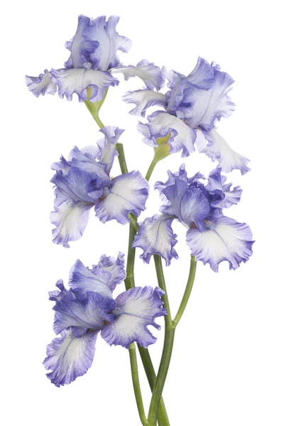 Iris. — Foto Stock