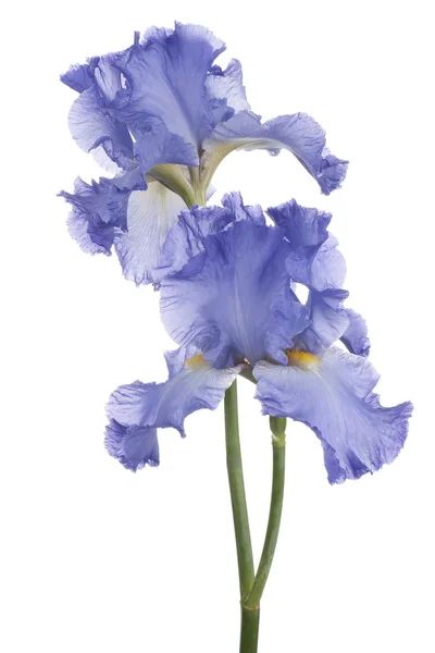 Iris. —  Fotos de Stock