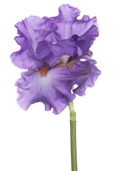 Iris — Stockfoto