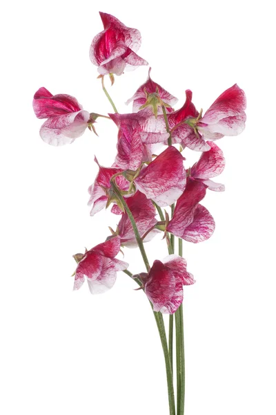 Sweet pea — Stock Photo, Image