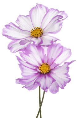Cosmos çiçek