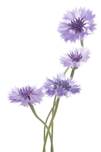 Cornflower — Stock Photo, Image