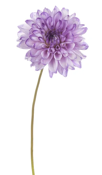 Dahlia. — Fotografia de Stock