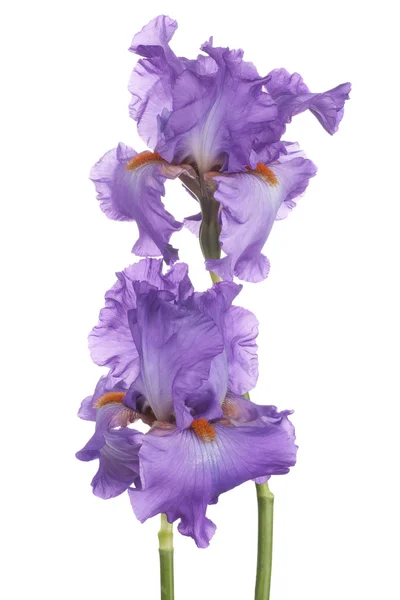 Iris — Stock fotografie