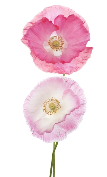 Papaver — Stockfoto