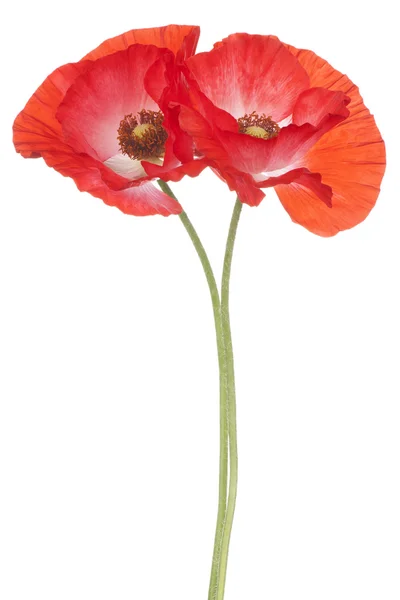 Papaver — Stockfoto