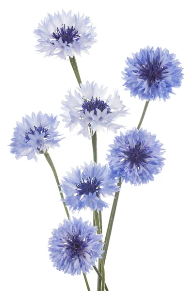 Cornflower — Stock fotografie