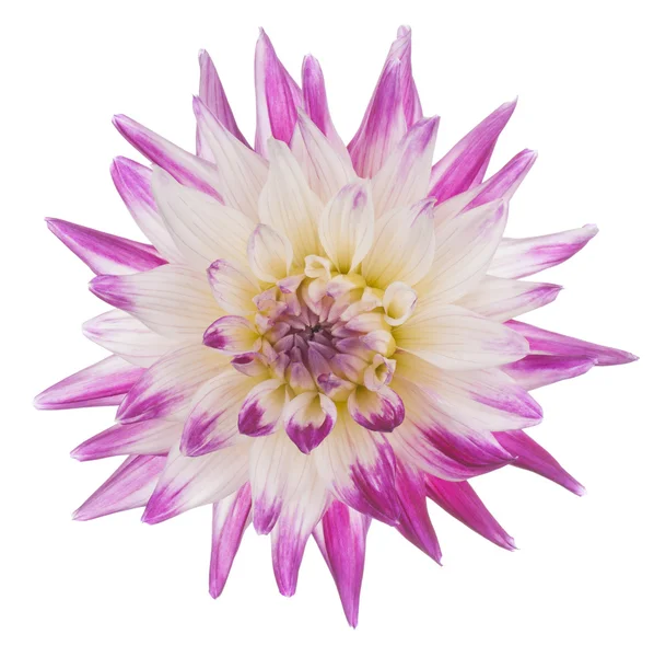 Dahlia — Stock Photo, Image