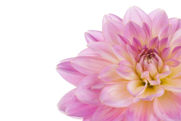 Dahlia — Stockfoto