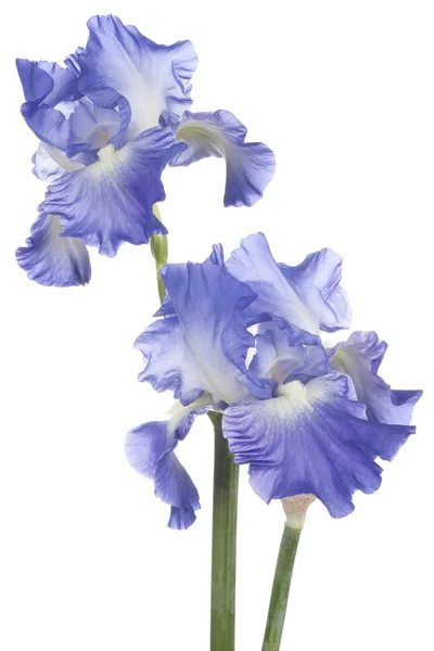 Iris — Stockfoto