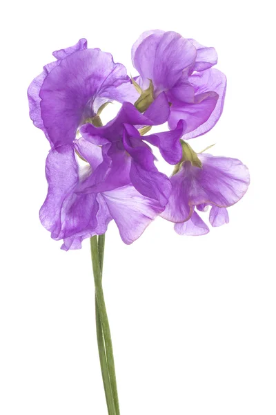 Sweet pea — Stockfoto