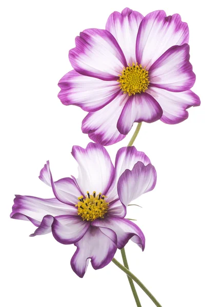 Fiore del cosmo — Foto Stock