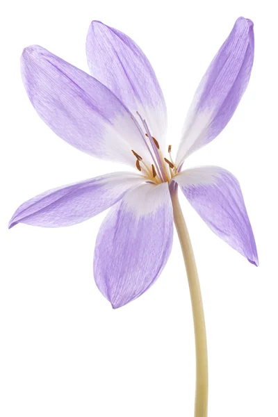 Colchicum — Foto Stock