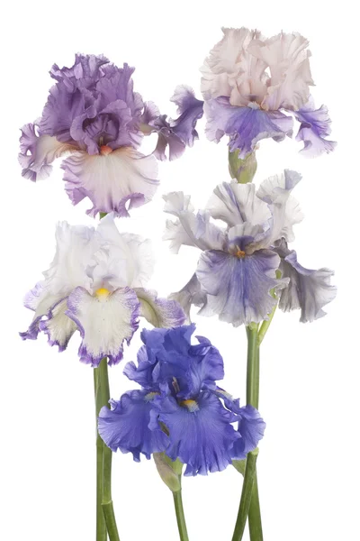 Iris — Stockfoto