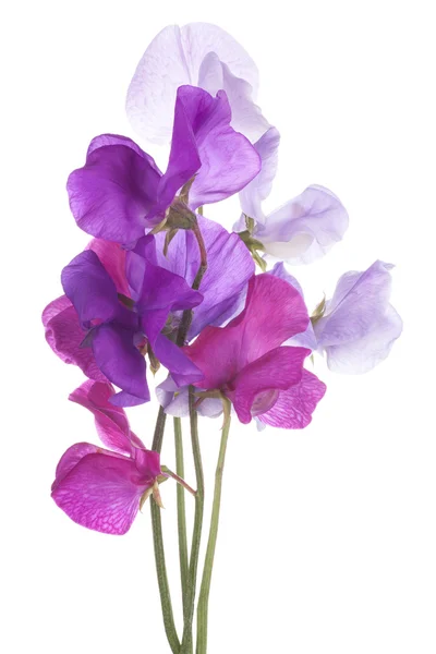 Sweet pea — Stock Photo, Image