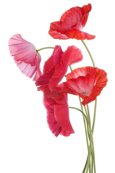 Poppy — Stock Photo, Image