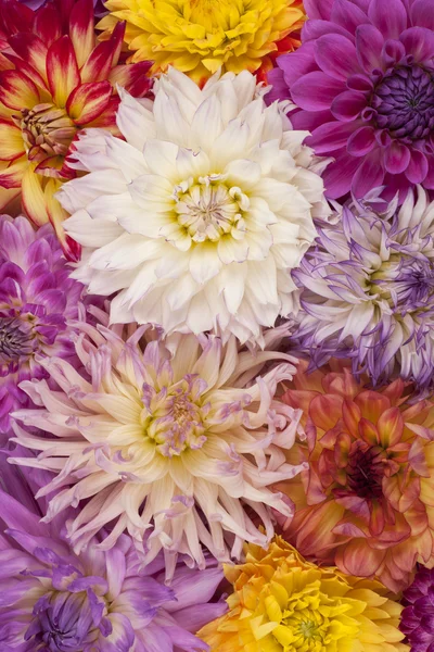 Dahlia — Stockfoto