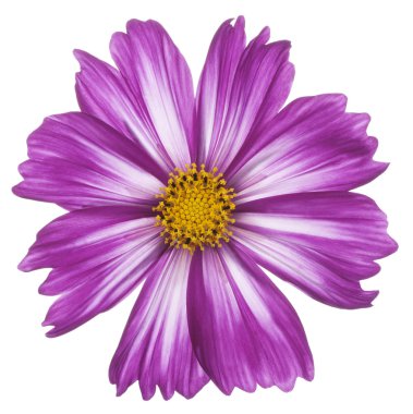 cosmos flower clipart