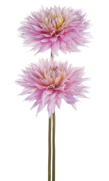 Dahlia — Stock Photo, Image