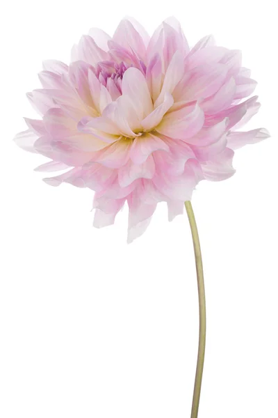 Dahlia — Stockfoto