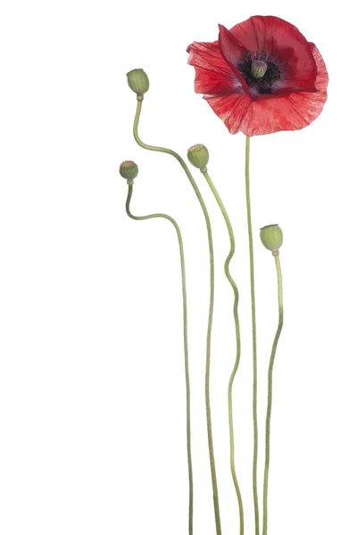 Mohn — Stockfoto