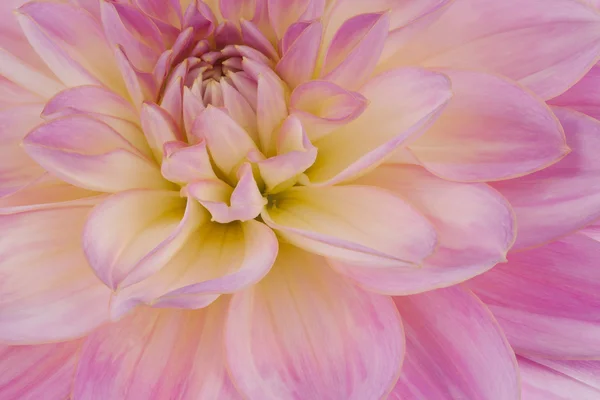 Dahlia. — Fotografia de Stock