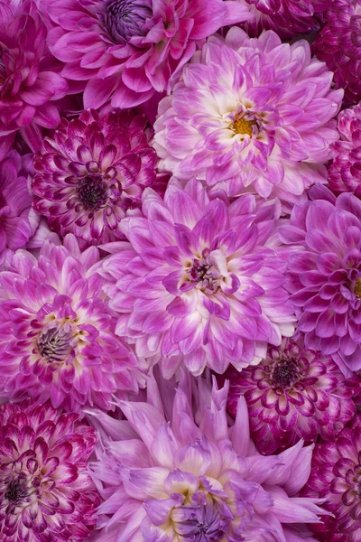 Dahlia — Stockfoto