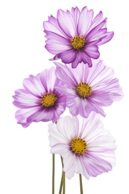 Cosmos çiçek