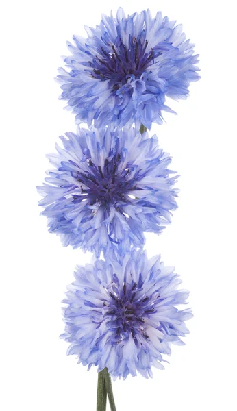 Cornflower — Stock Photo, Image