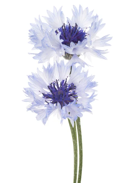 Cornflower — Stock Photo, Image