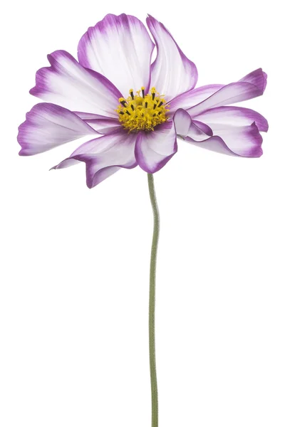 Flor cosmos — Fotografia de Stock