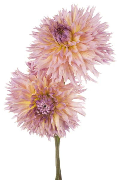 Dahlia — Stock Photo, Image