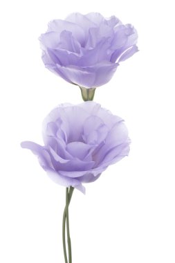 Eustoma
