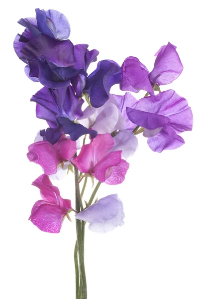 Sweet pea — Stock fotografie