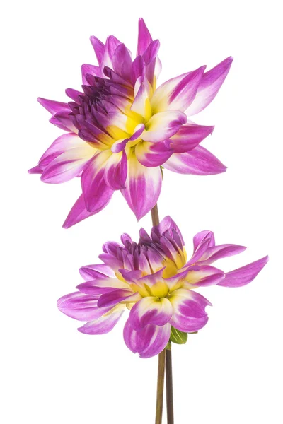 Dahlia — Stock Photo, Image