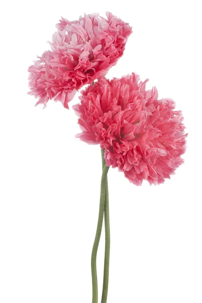 Poppy — Stock Photo, Image