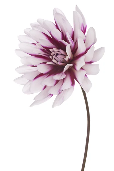 Dahlia. — Fotografia de Stock