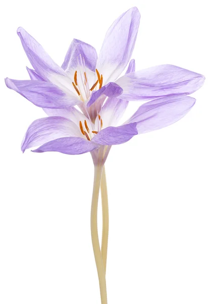 Colchicum — Fotografia de Stock