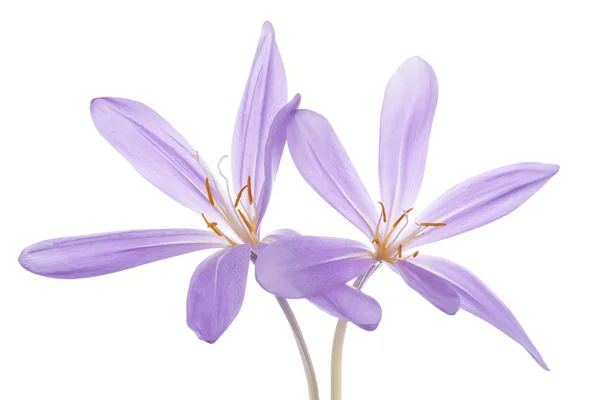 Colchicum — Fotografia de Stock