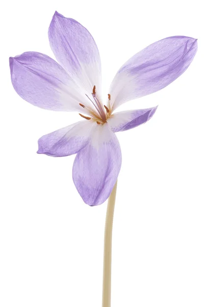 Colchicum — Foto de Stock