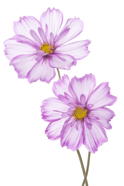 Cosmos flower — Stock Photo, Image