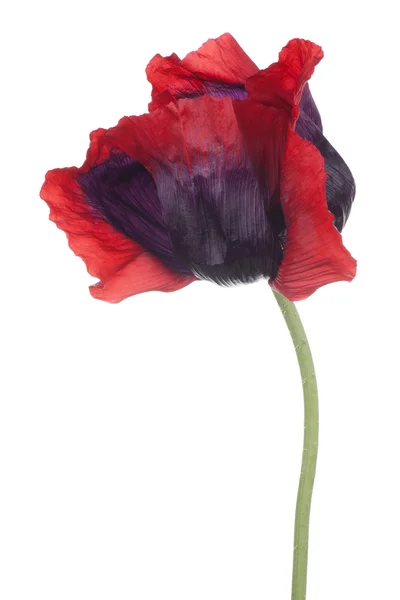 Poppy — Stock Photo, Image