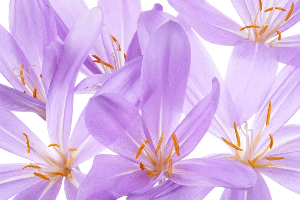 Colchicum — Fotografia de Stock