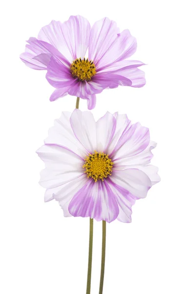 Flor cosmos — Fotografia de Stock