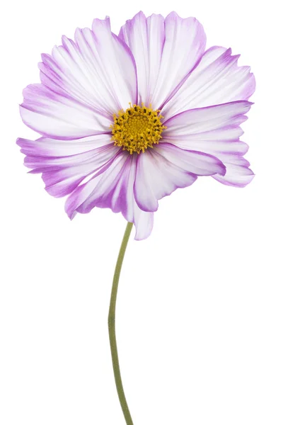 Cosmos flower — Stock Photo, Image