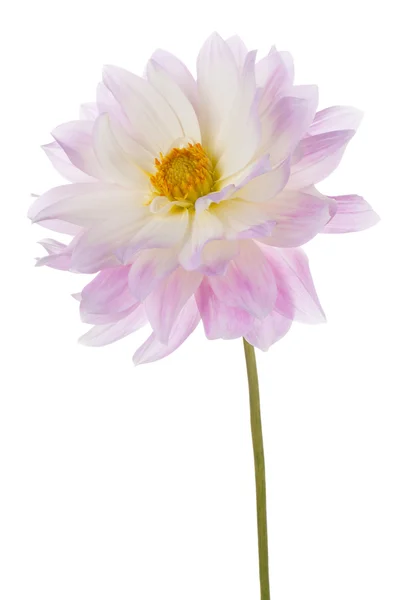 Dahlia. — Fotografia de Stock