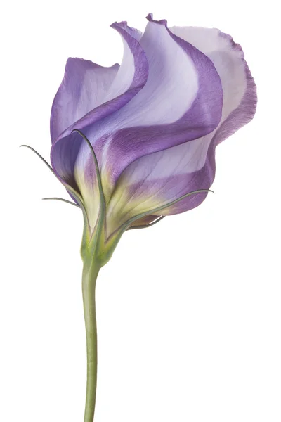 Eustoma — Zdjęcie stockowe