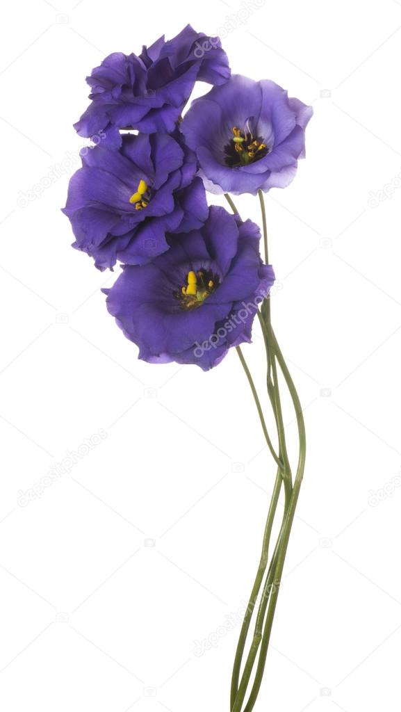 flower Isolated on White