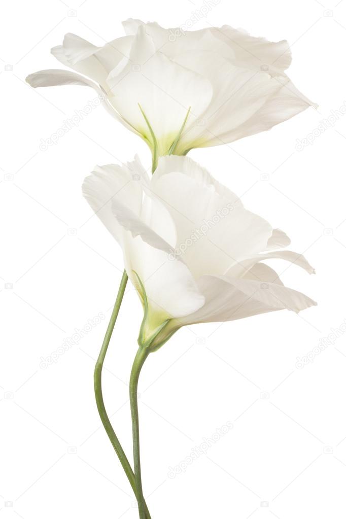 flower Isolated on White