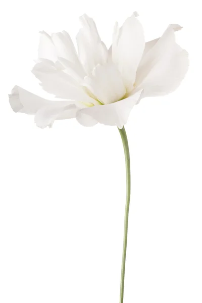 Flower isolated on white — Stock Photo, Image